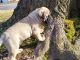 Bullmastiff Puppies for sale in California, MD, USA. price: $676