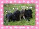 Bullmastiff Puppies for sale in Grand Haven, MI, USA. price: $1,600