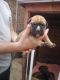 Bullmastiff Puppies for sale in Virginia Beach, VA, USA. price: NA