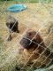 Bullmastiff Puppies for sale in Owenton, KY 40359, USA. price: $2,000