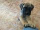 Bullmastiff Puppies for sale in Grand Junction, CO, USA. price: $1,500