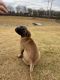 Bullmastiff Puppies for sale in Wesley Chapel, NC, USA. price: $1,500
