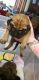 Bullmastiff Puppies for sale in Decatur, IL, USA. price: $900
