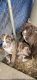 Bullmastiff Puppies for sale in Glenn Dale, MD, USA. price: $3,500