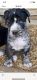 Bullmastiff Puppies for sale in Glenn Dale, MD, USA. price: $1,500