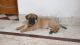 Bullmastiff Puppies for sale in Faridabad, Haryana, India. price: 20000 INR