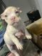 Bully Kutta Puppies for sale in Frisco, TX 75035, USA. price: NA
