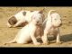 Bully Kutta Puppies for sale in Jhajjar, Haryana, India. price: 25000 INR