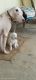 Bully Kutta Puppies for sale in Delhi, India. price: NA