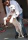 Bully Kutta Puppies for sale in Bhiwadi, Rajasthan, India. price: 28000 INR