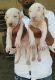 Bully Kutta Puppies for sale in Bhiwadi, Rajasthan, India. price: 22000 INR