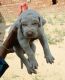 Bully Kutta Puppies for sale in Bhiwadi, Rajasthan, India. price: 30000 INR