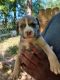 Bully Kutta Puppies for sale in Franklinton, LA 70438, USA. price: $500