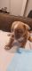 Bully Kutta Puppies for sale in Memphis, TN, USA. price: NA