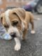 Bully Kutta Puppies for sale in Grandview Heights, OH, USA. price: $300