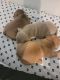Bully Kutta Puppies for sale in Ypsilanti, MI, USA. price: $4,000