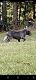 Bully Kutta Puppies for sale in Winder, GA 30680, USA. price: $600