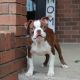Bully Kutta Puppies for sale in 163 Center Blvd, Richland, WA 99352, USA. price: $2,000