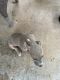 Bully Kutta Puppies for sale in Shelby, NC, USA. price: $2,500