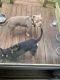 Bully Kutta Puppies for sale in Greenwood, SC, USA. price: $900