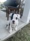 Bully Kutta Puppies for sale in Charlotte, NC, USA. price: $5,000