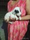 Bully Kutta Puppies for sale in Delhi, India. price: 12,000 INR