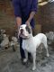 Bully Kutta Puppies for sale in Patiala, Punjab 147001, India. price: NA