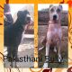 Bully Kutta Puppies for sale in Hanumangarh, Rajasthan 335512, India. price: 10000 INR