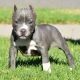 Bully Kutta Puppies for sale in Los Angeles, CA, USA. price: NA