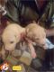 Bully Kutta Puppies for sale in Hisar, Haryana 125001, India. price: 6500 INR