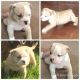 Bully Kutta Puppies for sale in Berkeley, CA, USA. price: NA
