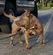Bully Kutta Puppies for sale in Orlando, FL, USA. price: NA