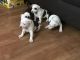 Bully Kutta Puppies for sale in New York Ranch Rd, Jackson, CA 95642, USA. price: NA