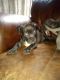 Bully Kutta Puppies for sale in FL-4, Jay, FL, USA. price: NA