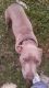 Bully Kutta Puppies for sale in 2124 Dewberry Ln, Pasadena, TX 77502, USA. price: NA