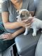 Bully Kutta Puppies for sale in 243 N Morris, Mesa, AZ 85201, USA. price: NA