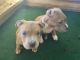 Bully Kutta Puppies for sale in Fort Lauderdale, FL 33351, USA. price: $500