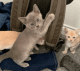 Burmese Cats for sale in Texas City Dike, Texas City, TX, USA. price: $550