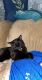Burmese Cats for sale in 7170 Co Rd 1082, Vinemont, AL 35179, USA. price: NA