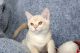 Burmese Cats for sale in Idaho Falls, ID, USA. price: NA
