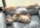 Burmese Cats for sale in Orange Park, FL 32073, USA. price: $800