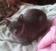 Burmese Cats for sale in Beaver Springs, PA 17812, USA. price: NA