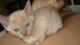 Burmese Cats for sale in Houston, TX, USA. price: NA