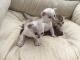 Burmese Cats for sale in Houston, TX, USA. price: NA