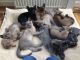 Burmese Cats for sale in Jersey City, NJ, USA. price: NA