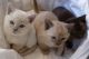 Burmese Cats for sale in Berkeley, CA, USA. price: NA