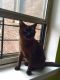 Burmese Cats for sale in New York, NY, USA. price: NA