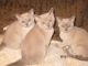 Burmese Cats for sale in Georgetown, GA, USA. price: NA