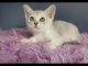 Burmese Cats for sale in Minneapolis, MN, USA. price: NA