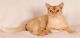Burmese Cats for sale in Birmingham, AL, USA. price: NA